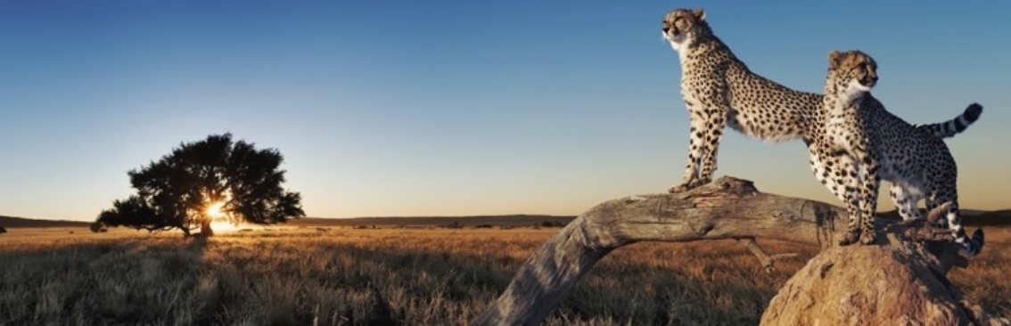 WP Fastest Cache un plugin de cache WordPress simple et performant